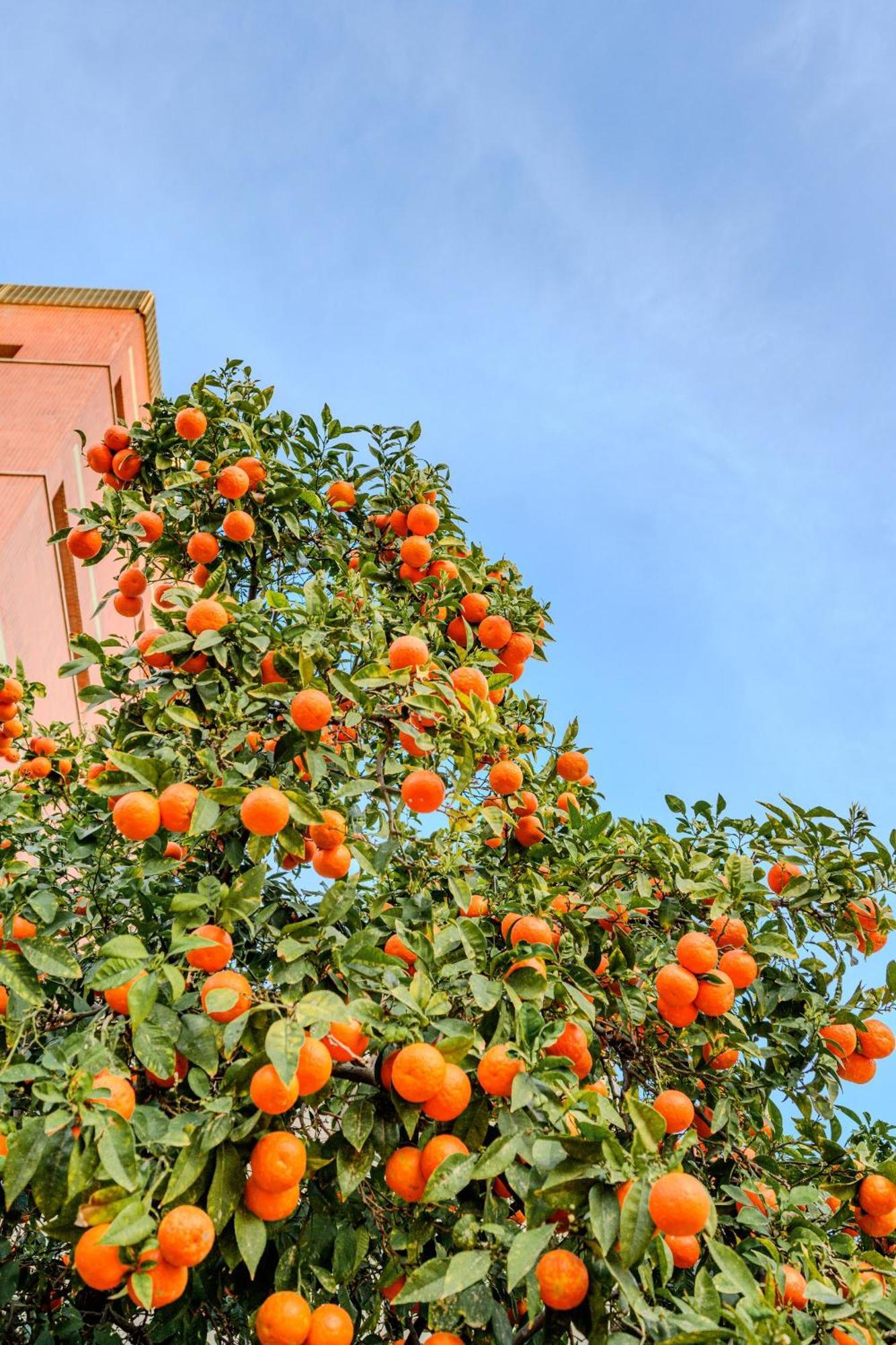 Cabanal House - 10 Min To Ocean , Fastwifi , Smarttv, Ac Appartement